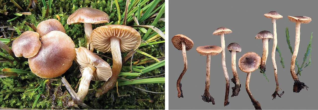 Hebeloma nigellum (Hebeloma nigellum) — photo mycologique