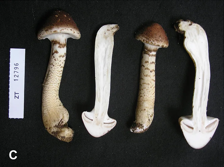 Hebeloma parvisporum (Hebeloma parvisporum) — photo mycologique