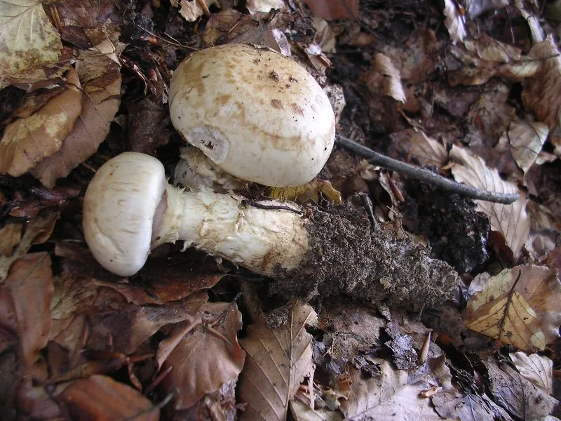 Hebeloma radicosum (Hebeloma radicosum) — photo mycologique