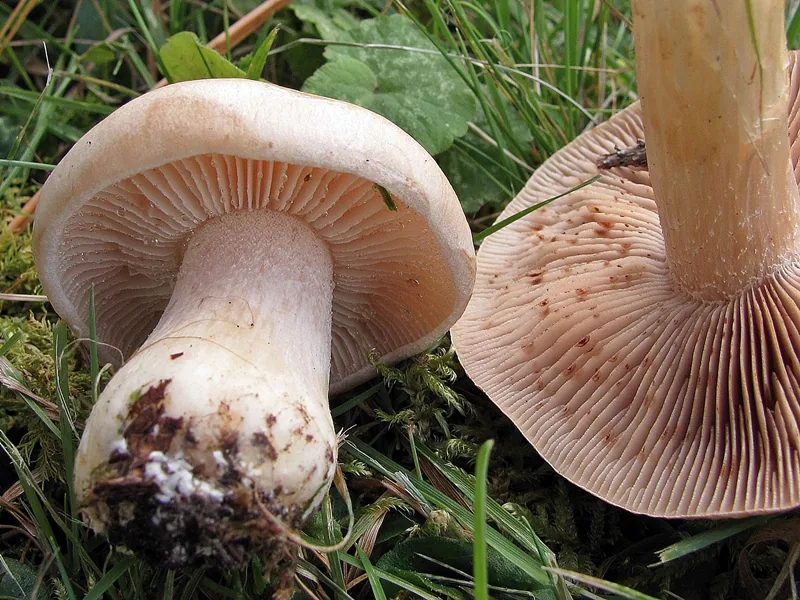 Hebeloma simile (Hebeloma simile) — photo mycologique