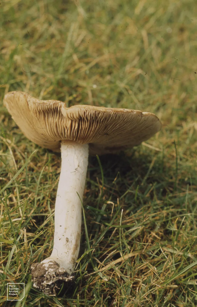 Hebeloma sinuosum (Hebeloma sinuosum) — photo mycologique