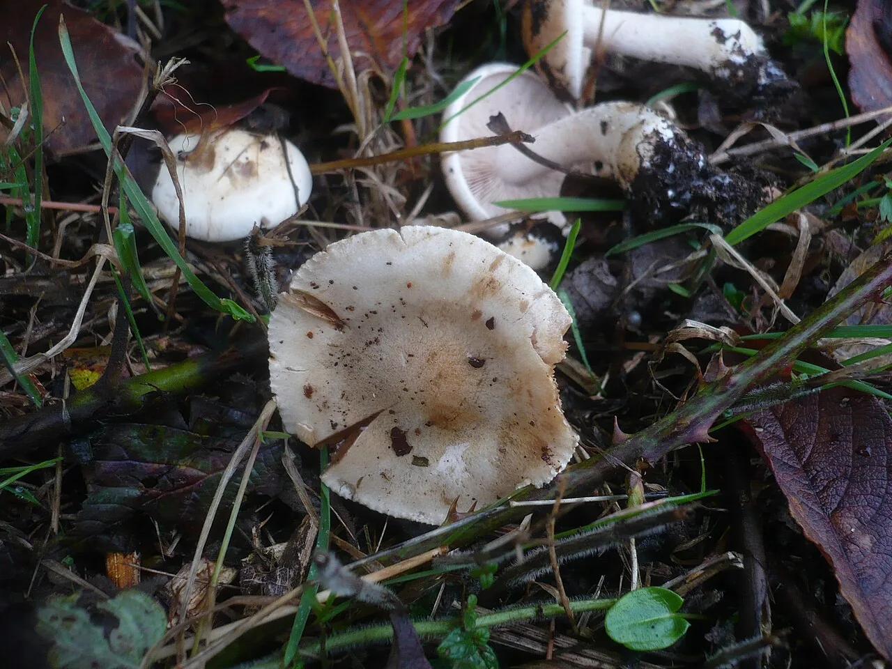 Hebeloma sordescens (Hebeloma sordescens) — photo mycologique