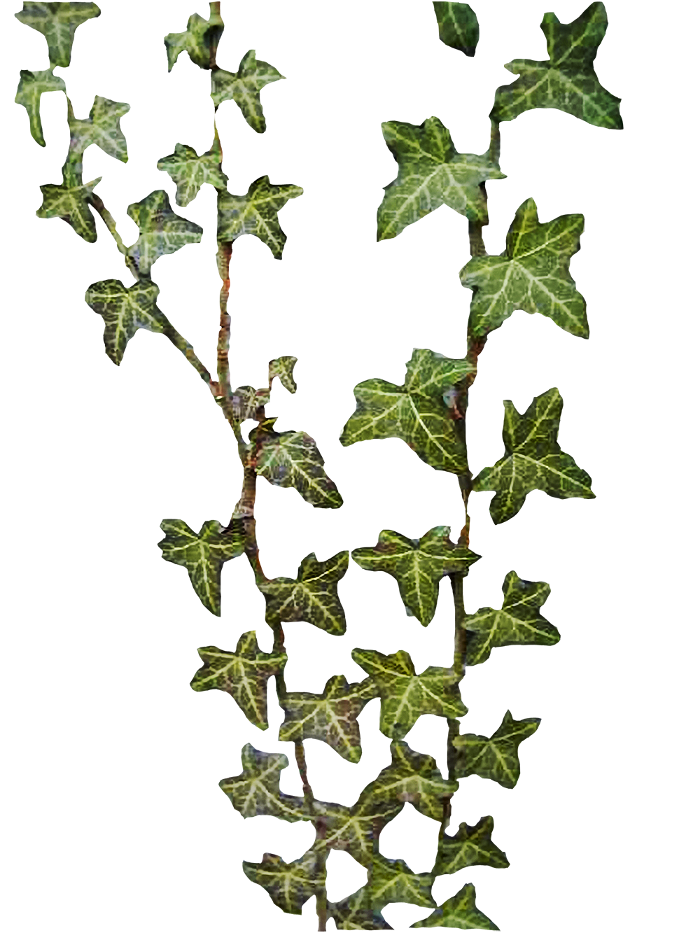 Lierre (Hedera) — photo botanique