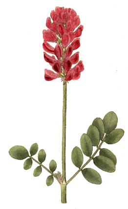 Sainfoin (Hedysarum) — photo botanique