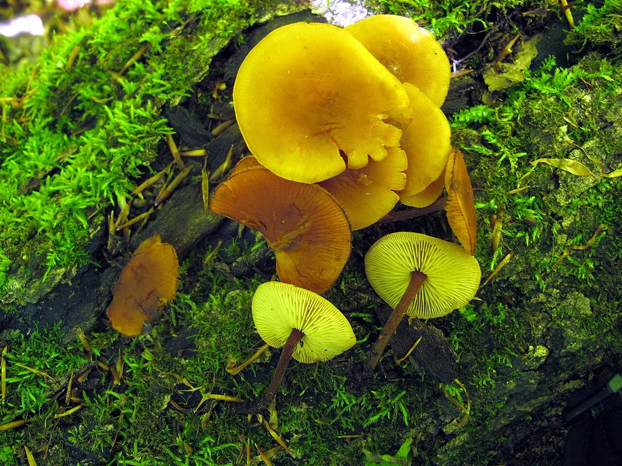 Heimiomyces neovelutipes (Heimiomyces neovelutipes) — photo mycologique