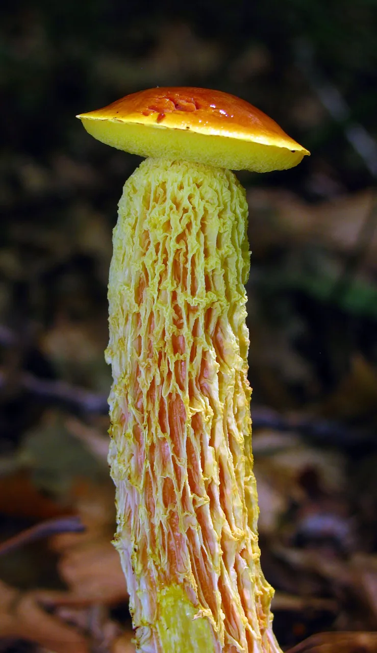 Heimioporus australis (Heimioporus australis) — photo mycologique