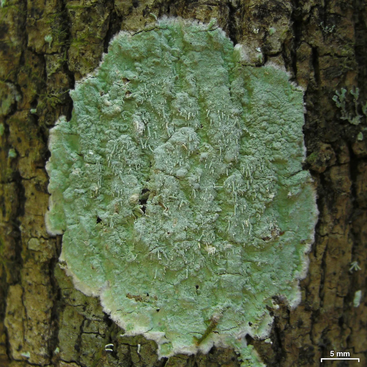 Heiomasia sipmanii (Heiomasia sipmanii) — photo mycologique