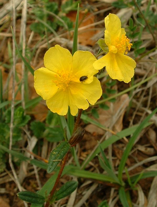 Hélianthème (Helianthemum) — photo botanique