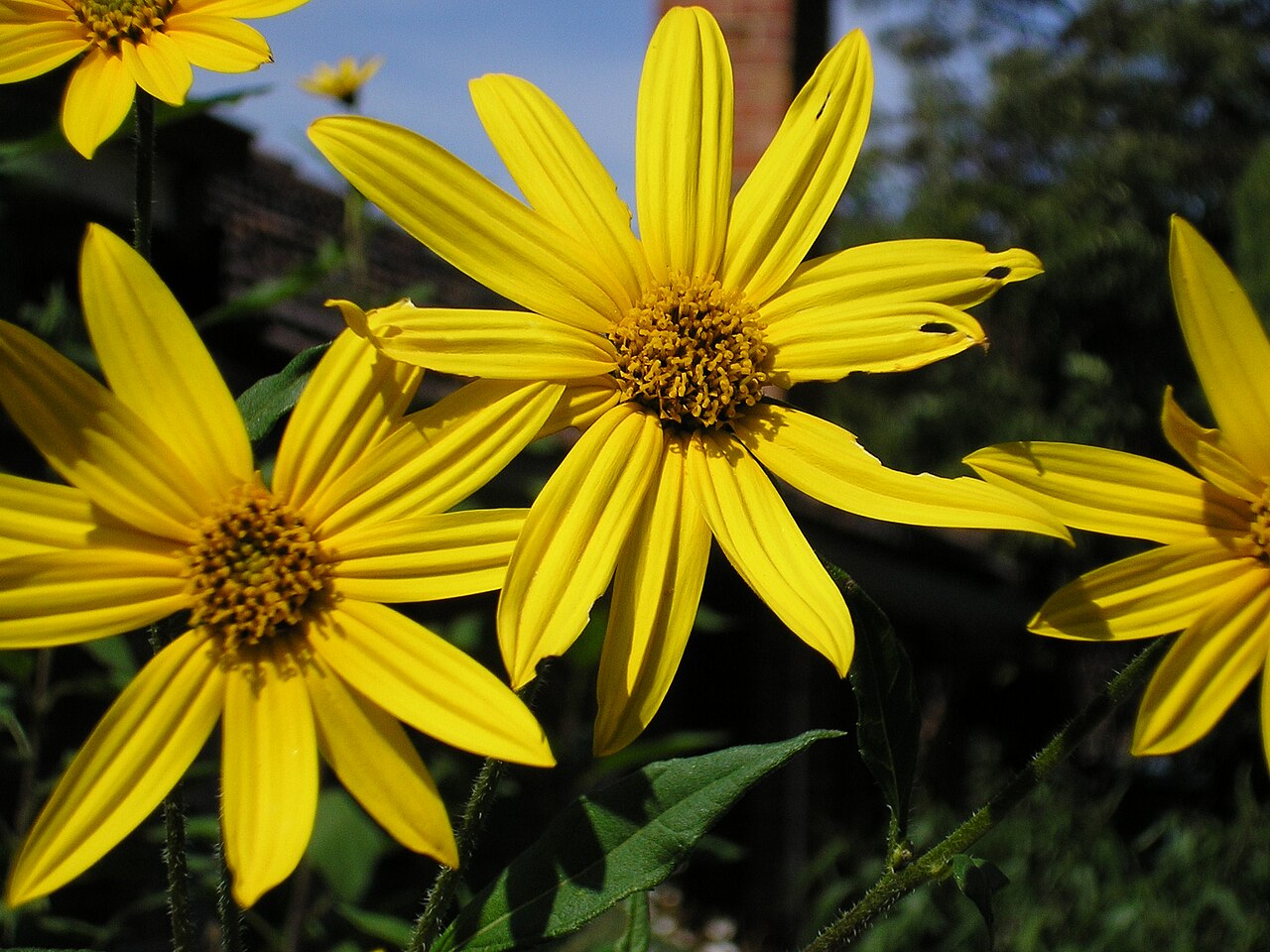 Tournesol (Helianthus) — photo botanique