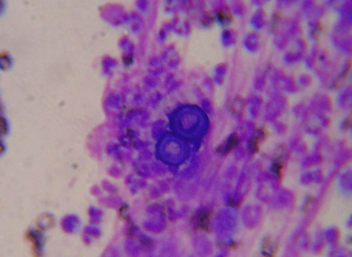Helicocarpus griseus (Helicocarpus griseus) — photo mycologique
