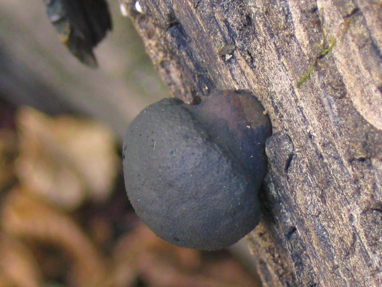 Helicogermslita clypeata (Helicogermslita clypeata) — photo mycologique