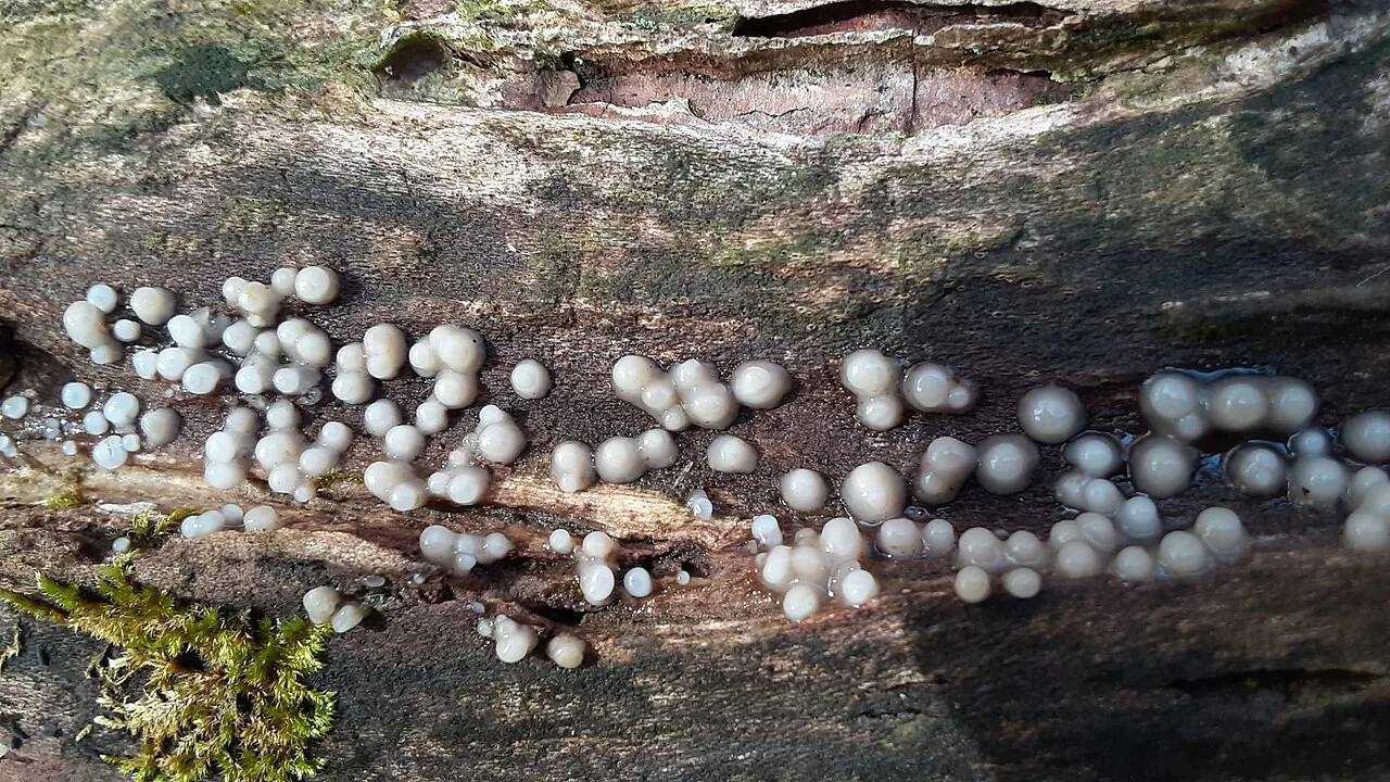 Helicogloea graminicola (Helicogloea graminicola) — photo mycologique