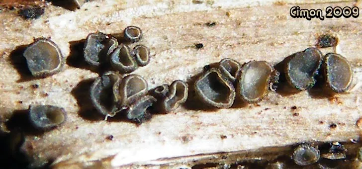 Helicogonium prunicolae (Helicogonium prunicolae) — photo mycologique