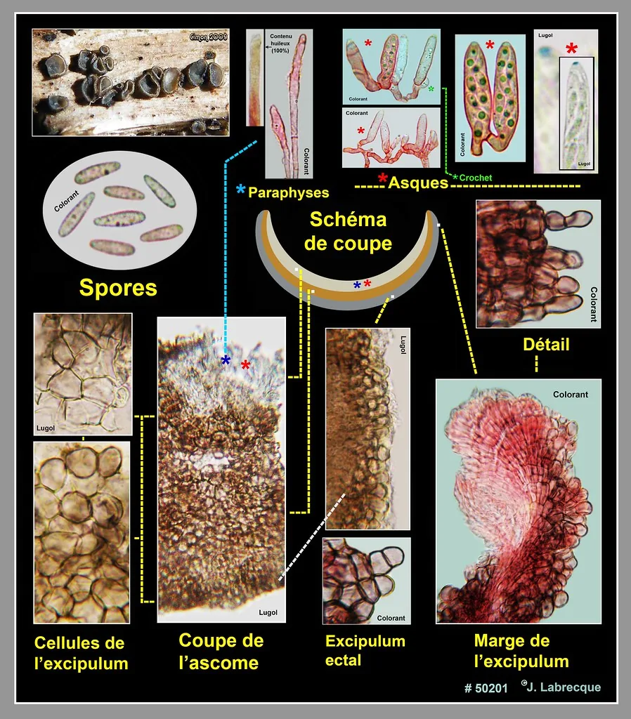 Helicogonium trabinelloides (Helicogonium trabinelloides) — photo mycologique