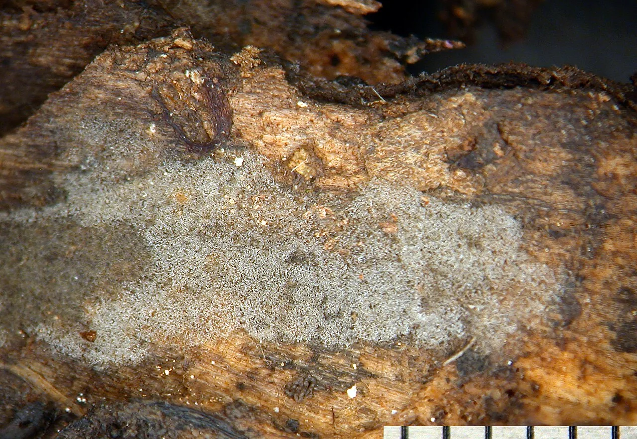 Helicomyces scandens (Helicomyces scandens) — photo mycologique