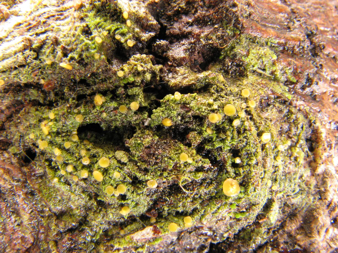 Helicoon ellipticum (Helicoon ellipticum) — photo mycologique