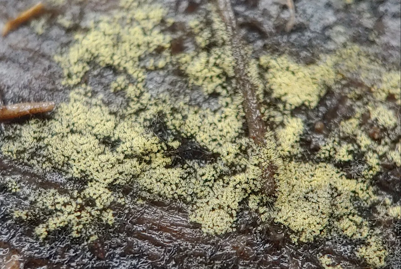 Helicosporium murinum (Helicosporium murinum) — photo mycologique