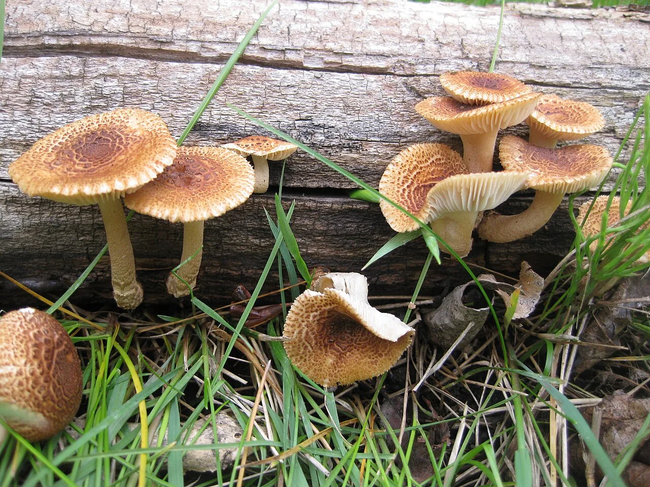 Heliocybe sulcata (Heliocybe sulcata) — photo mycologique
