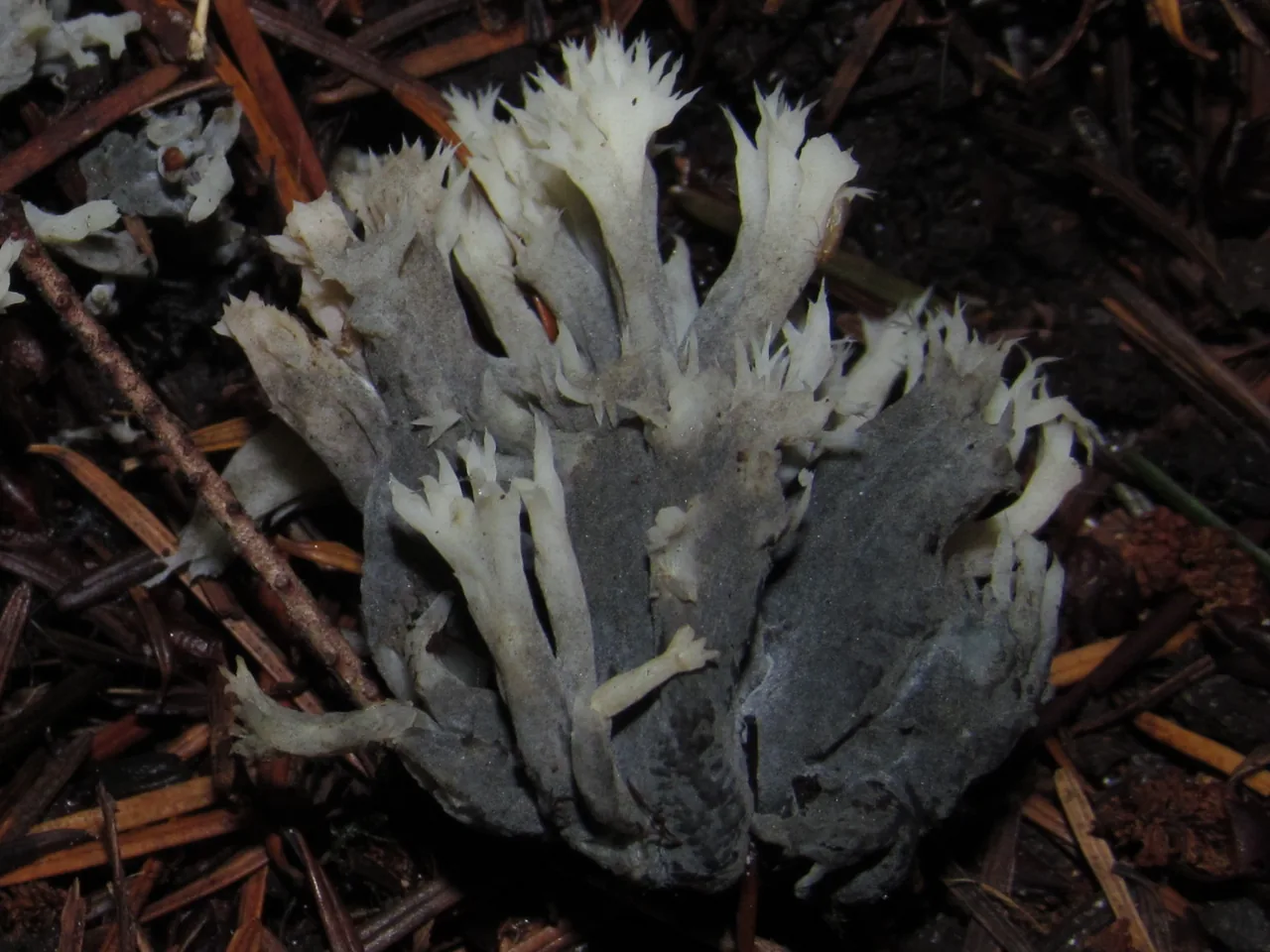 Helminthosphaeria hispidissima (Helminthosphaeria hispidissima) — photo mycologique