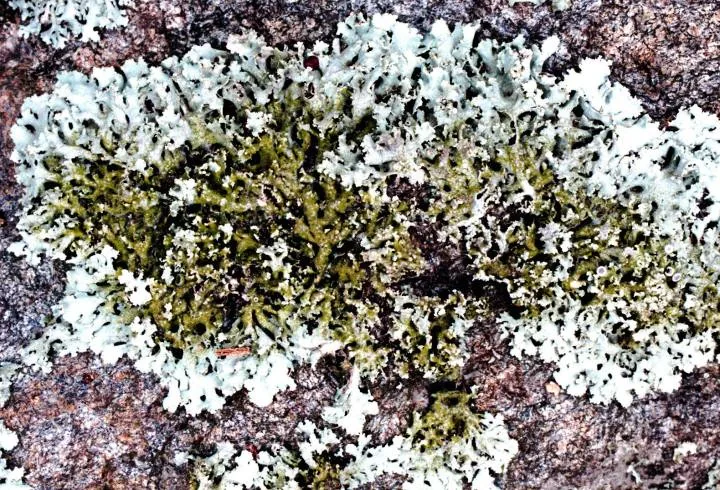 Helmutiopsis alba (Helmutiopsis alba) — photo mycologique