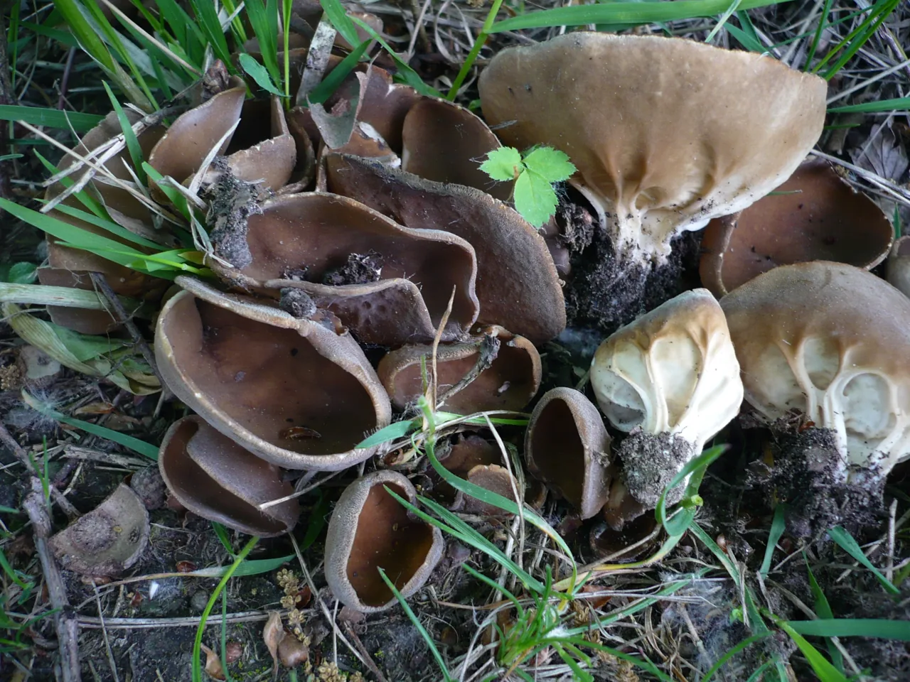 Helvella acetabulum (Helvella acetabulum) — photo mycologique
