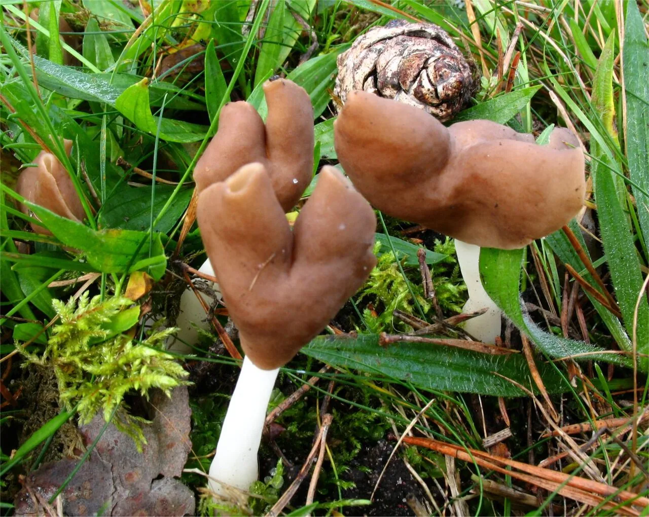 Helvella albella (Helvella albella) — photo mycologique