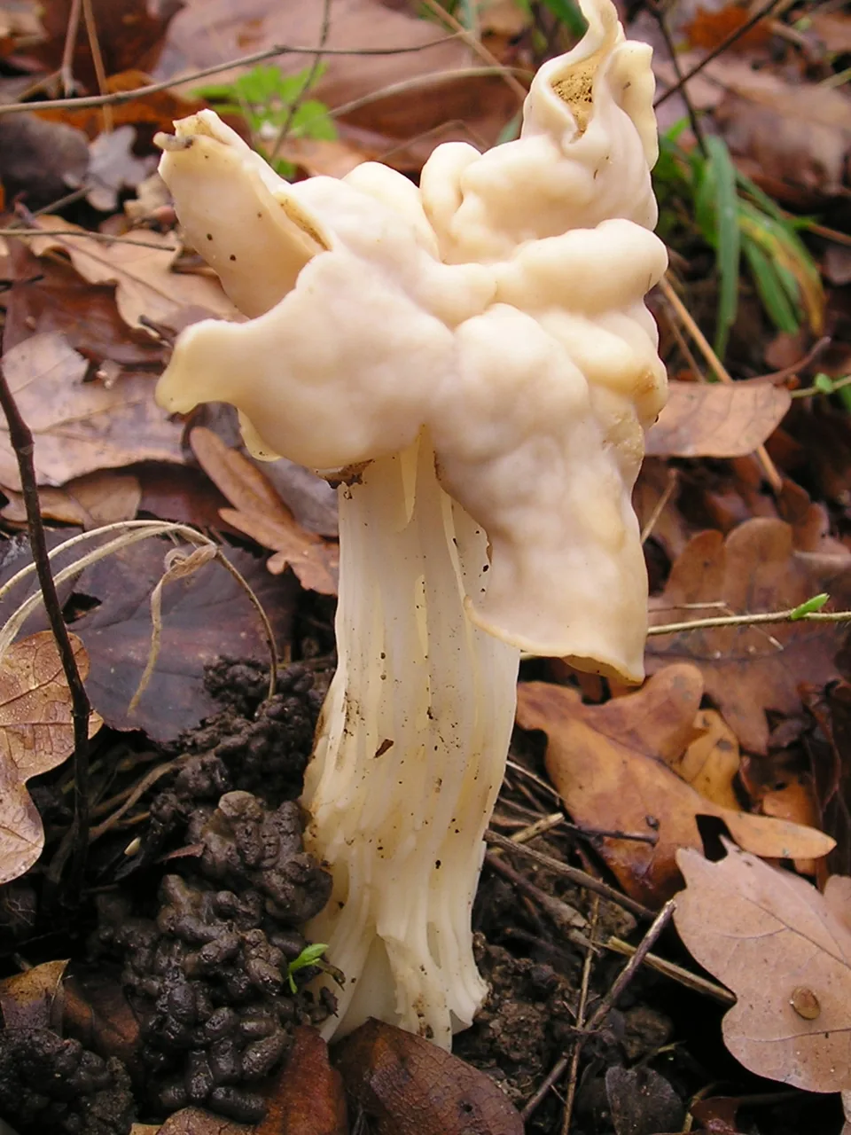 Helvella calycina (Helvella calycina) — photo mycologique
