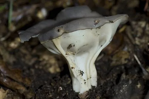 Helvella costifera (Helvella costifera) — photo mycologique