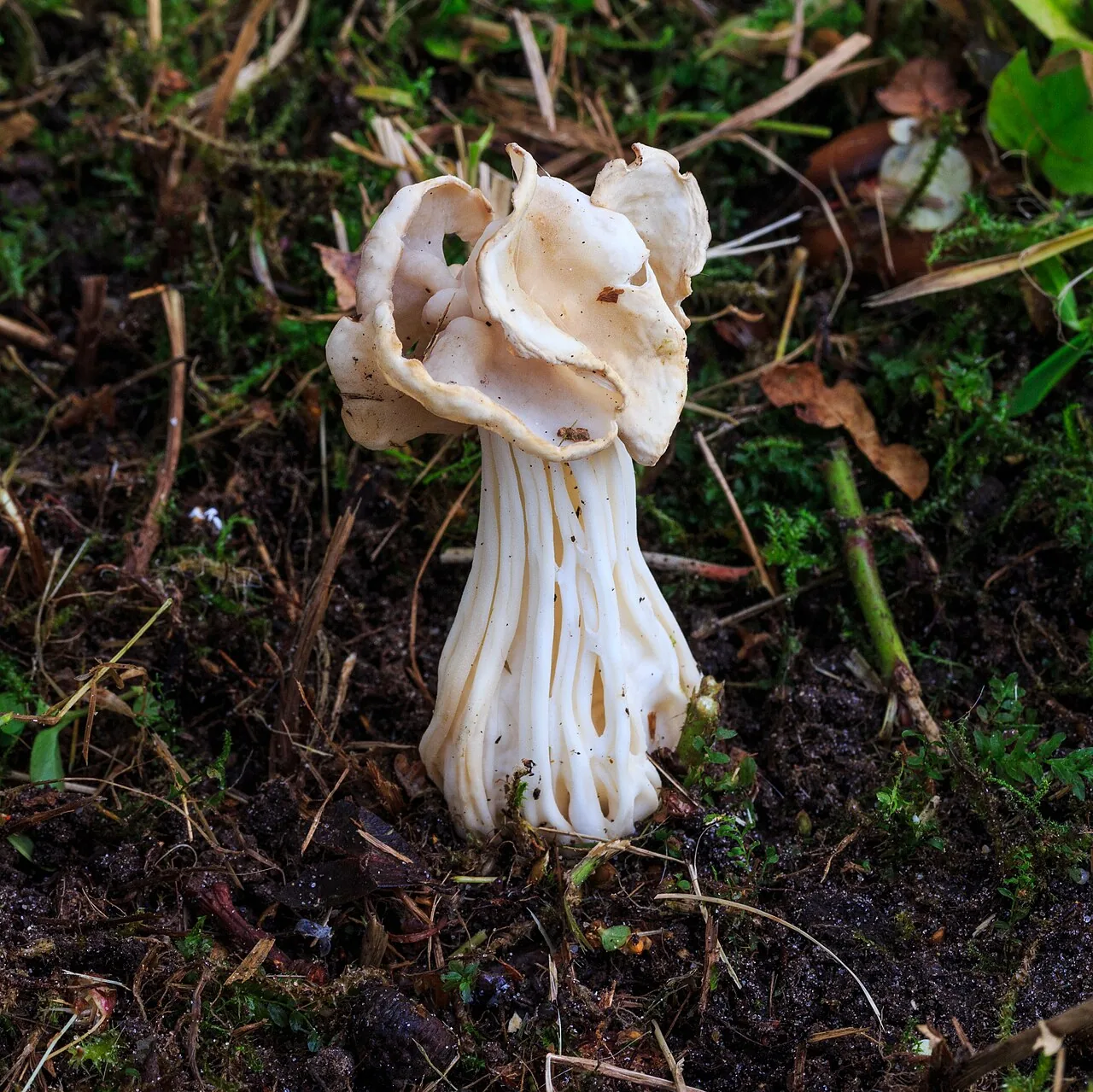 Helvella crispa (Helvella crispa) — photo mycologique