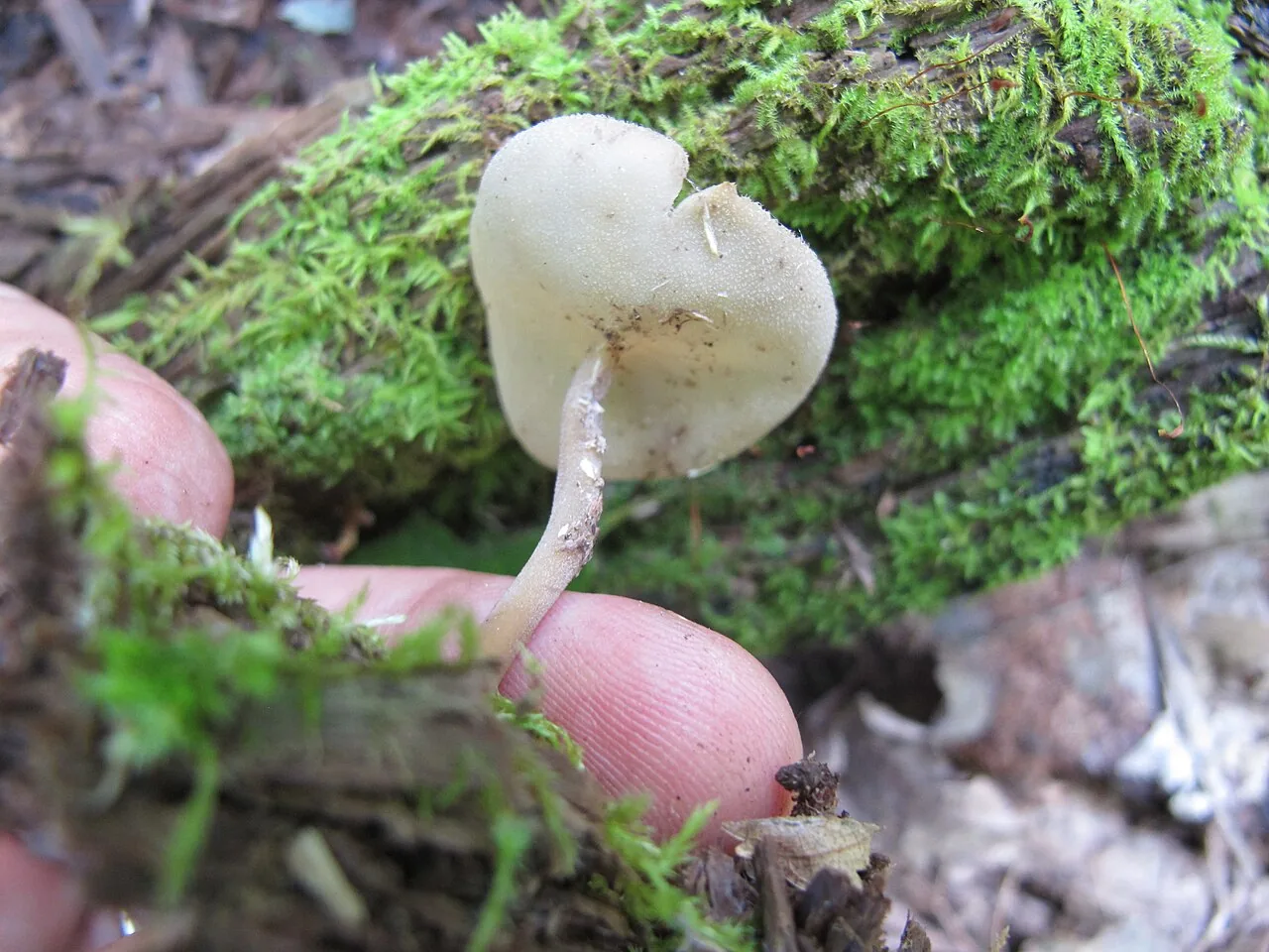 Helvella cupuliformis (Helvella cupuliformis) — photo mycologique