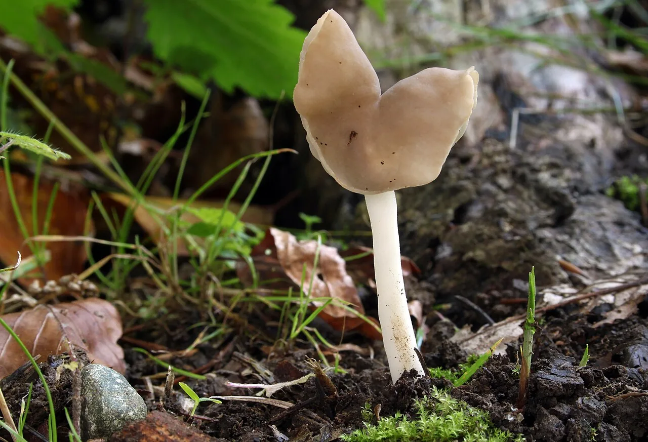 Helvella ephippium (Helvella ephippium) — photo mycologique