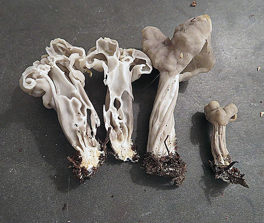 Helvella lactea (Helvella lactea) — photo mycologique