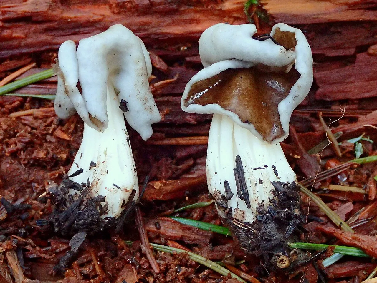 Helvella maculata (Helvella maculata) — photo mycologique