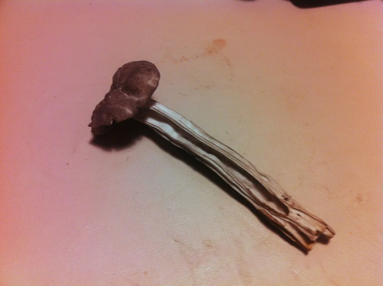 Helvella phlebophora (Helvella phlebophora) — photo mycologique