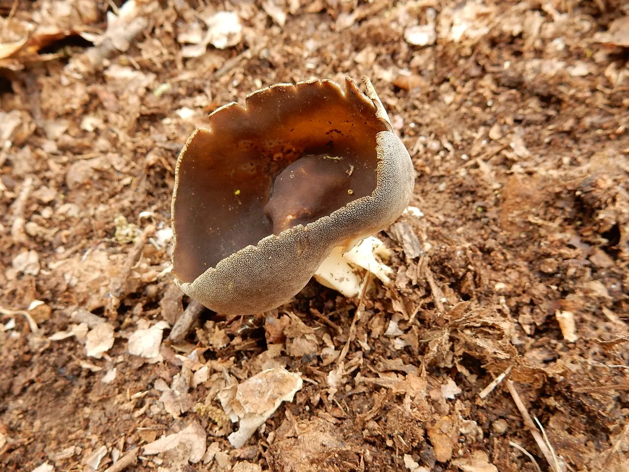 Helvella solitaria (Helvella solitaria) — photo mycologique