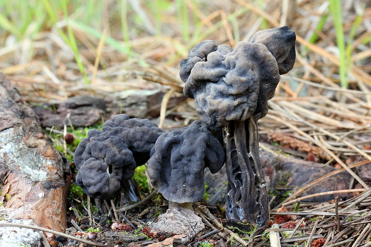 Helvella vespertina (Helvella vespertina) — photo mycologique