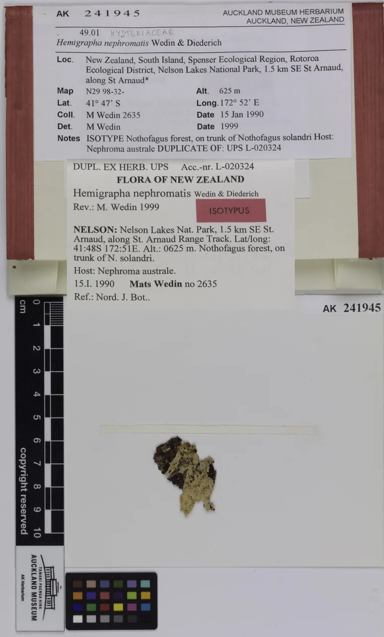 Hemigrapha tenellula (Hemigrapha tenellula) — photo mycologique