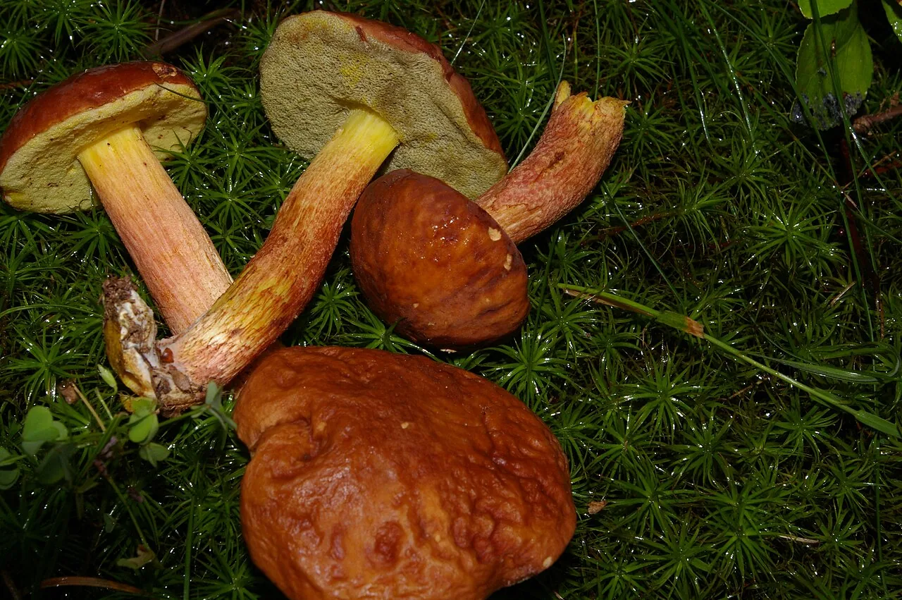 Hemileccinum rubropunctum (Hemileccinum rubropunctum) — photo mycologique