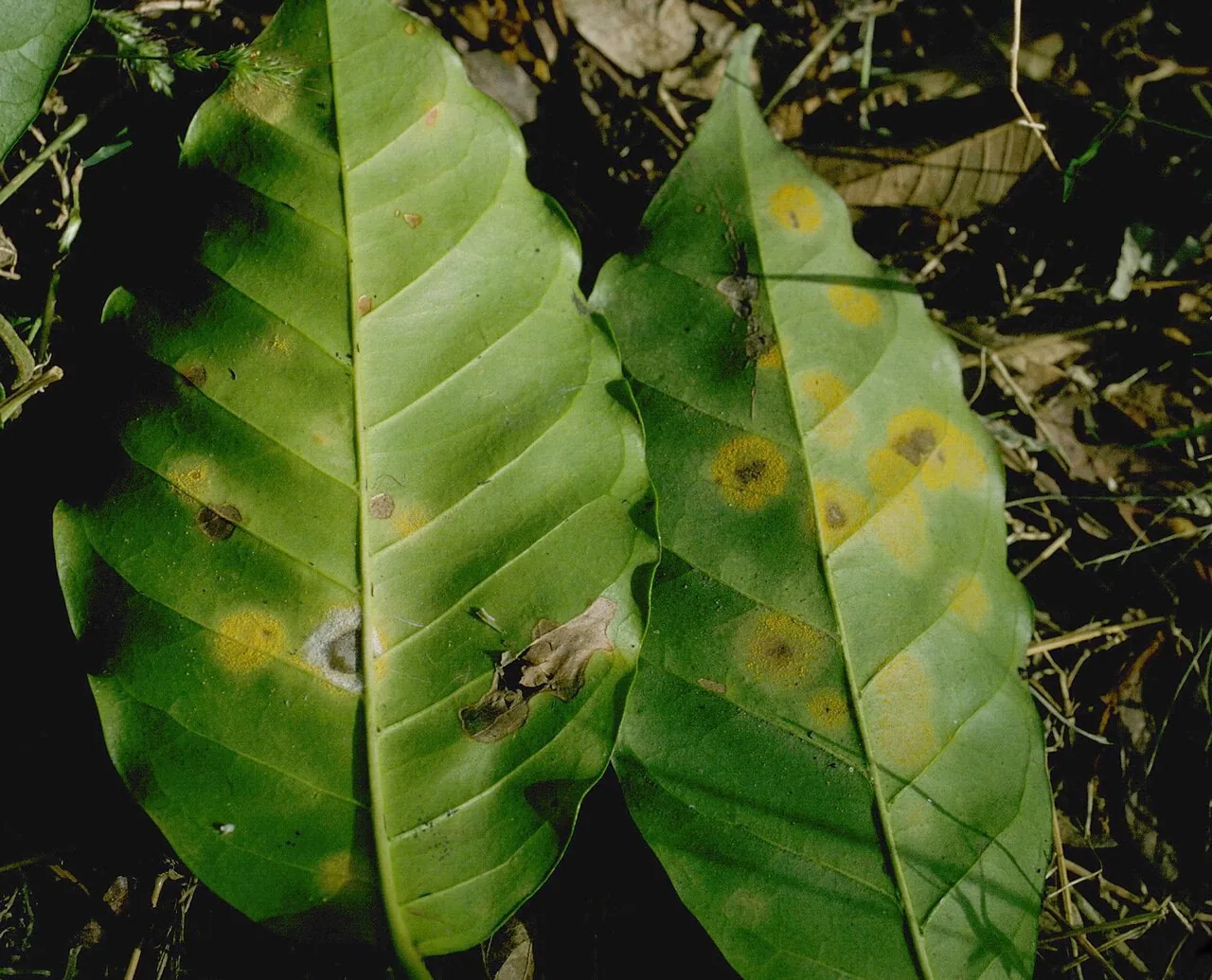Hemileia gardeniae-floridae (Hemileia gardeniae-floridae) — photo mycologique