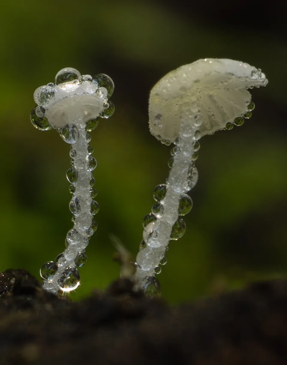 Hemimycena cephalotricha (Hemimycena cephalotricha) — photo mycologique