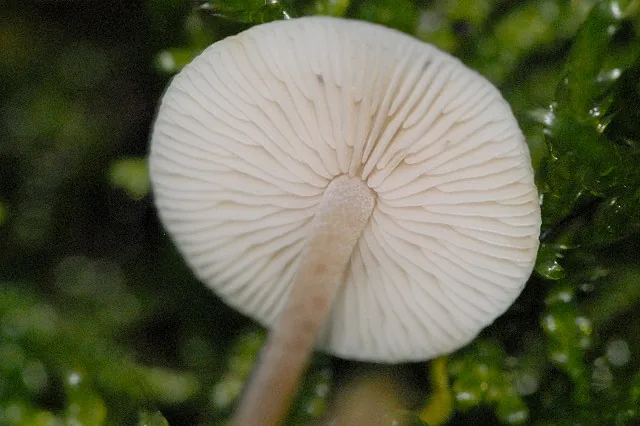 Hemimycena lactea (Hemimycena lactea) — photo mycologique