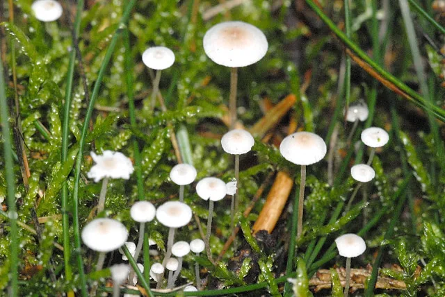 Hemimycena pseudogibba (Hemimycena pseudogibba) — photo mycologique