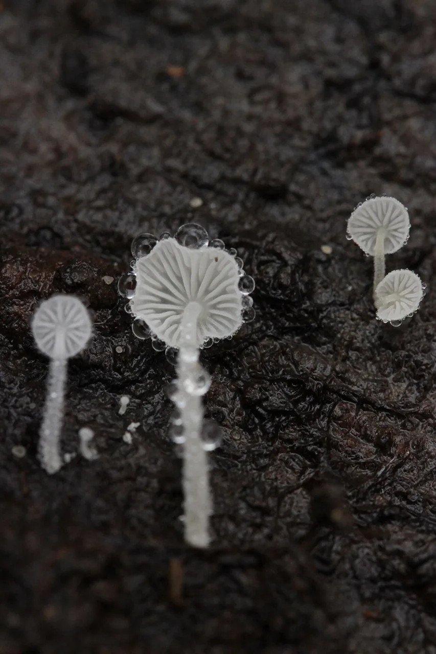 Hemimycena tortuosa (Hemimycena tortuosa) — photo mycologique