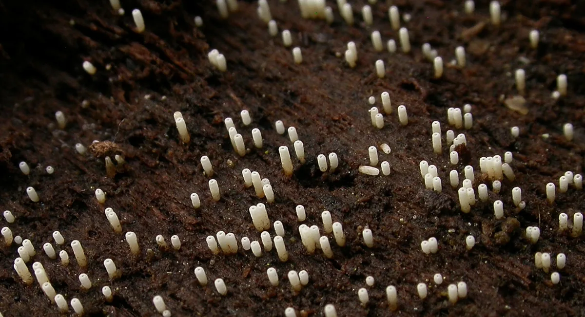 Henningsomyces candidus (Henningsomyces candidus) — photo mycologique