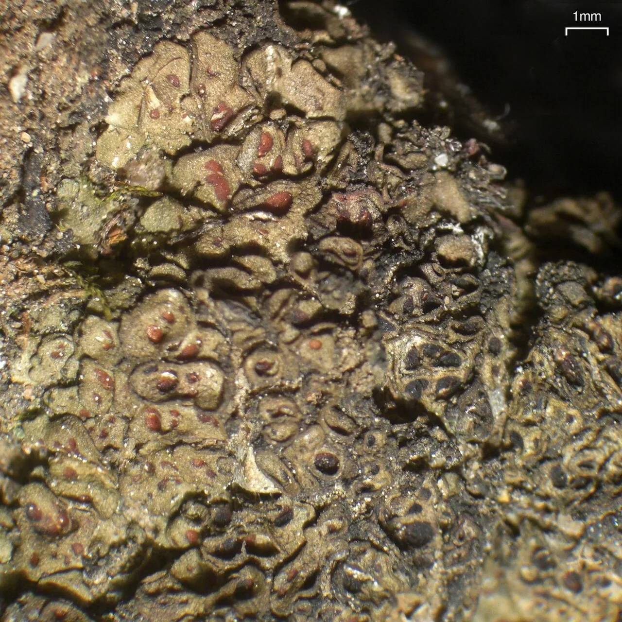 Heppia nitida (Heppia nitida) — photo mycologique