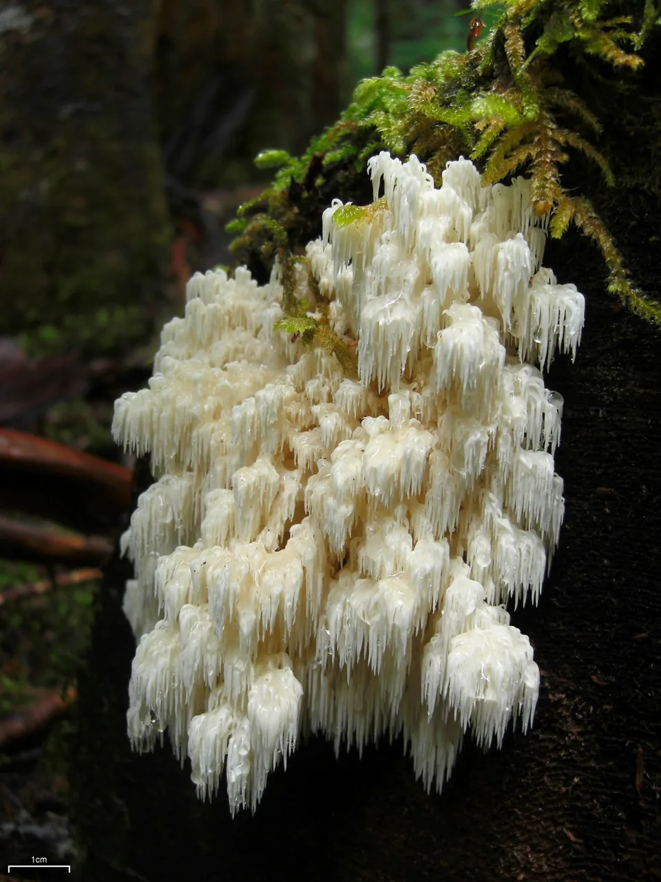 Hericium abietis (Hericium abietis) — photo mycologique