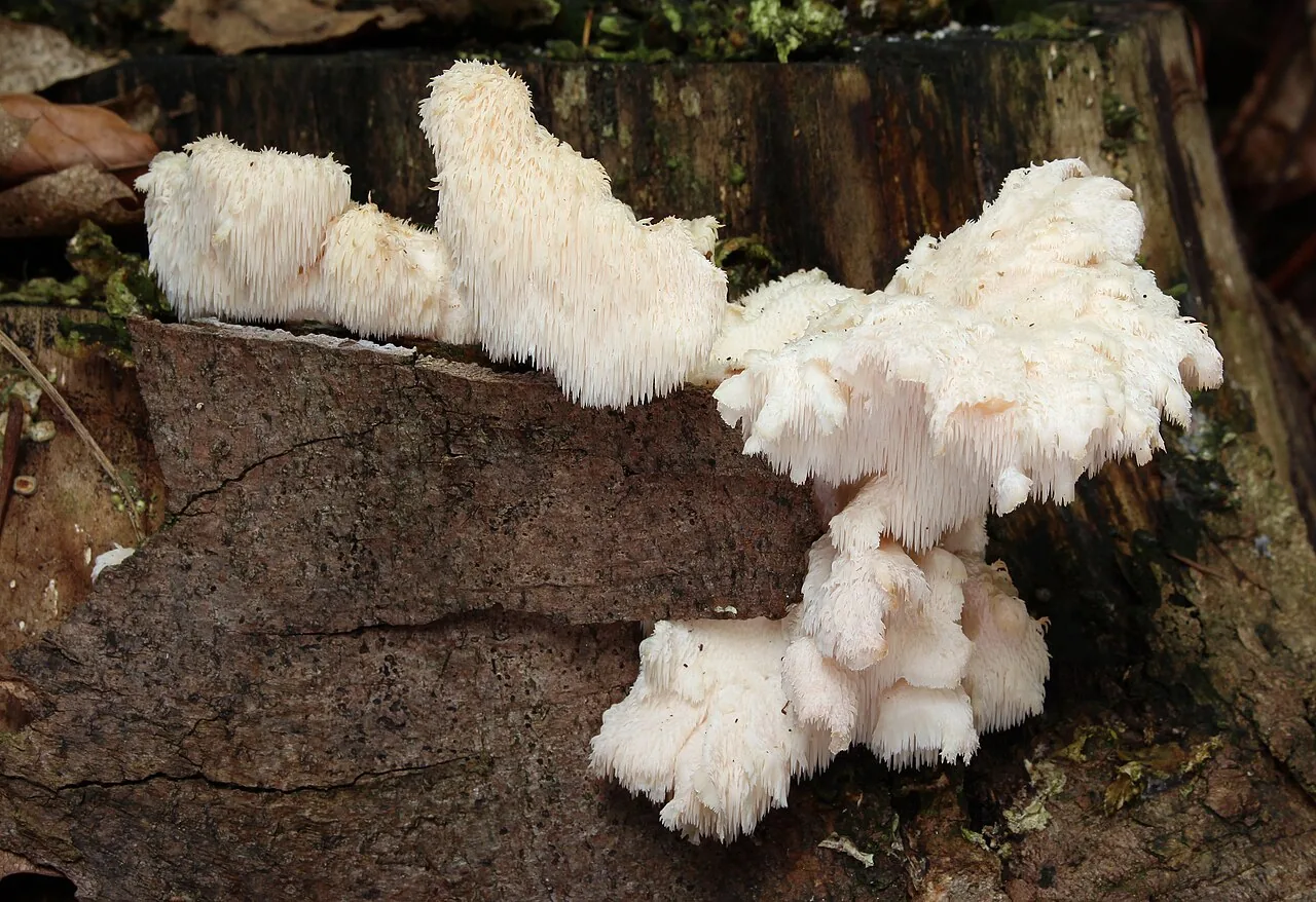 Hericium cirrhatum (Hericium cirrhatum) — photo mycologique