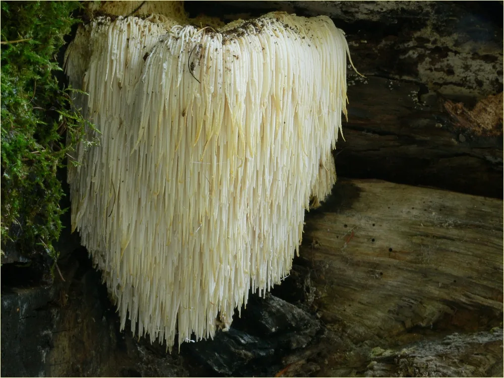 Hericium erinaceus (Hericium erinaceus) — photo mycologique