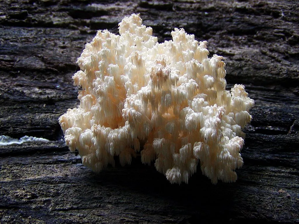 Hericium rajendrae (Hericium rajendrae) — photo mycologique