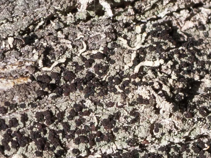 Hertelidea botryosa (Hertelidea botryosa) — photo mycologique